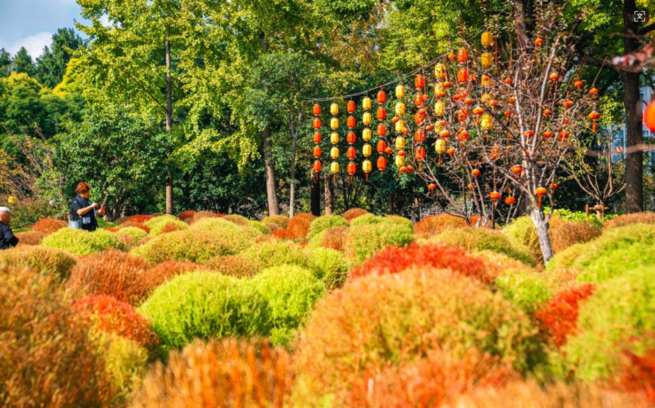 错过等一年!这波秋日网红花海红了