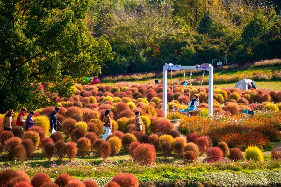 错过等一年!这波秋日网红花海红了