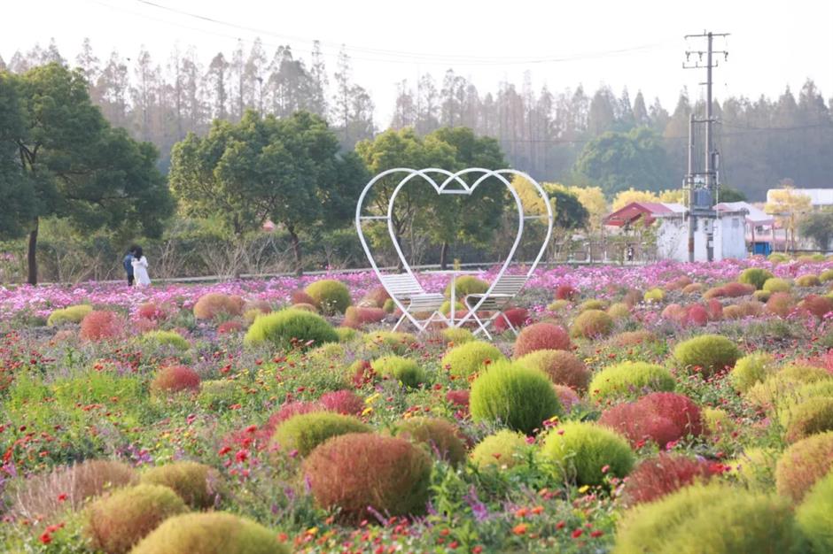 错过等一年!这波秋日网红花海红了