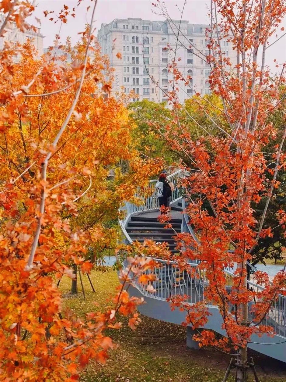 红了!实测这条citywalk线路,打卡上海市区第一波枫叶