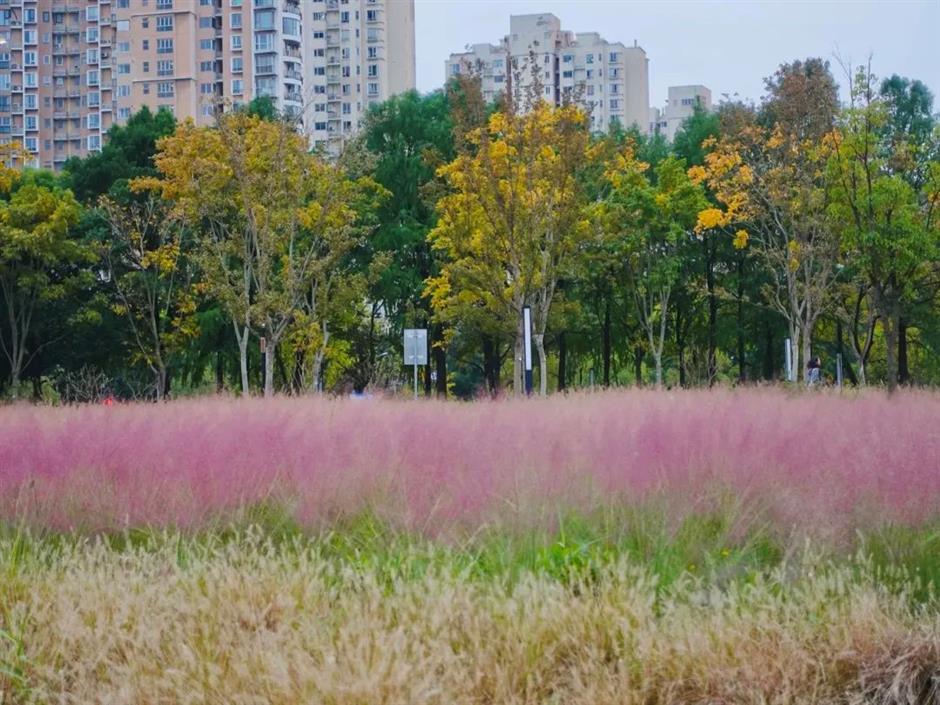 红了!实测这条citywalk线路,打卡上海市区第一波枫叶
