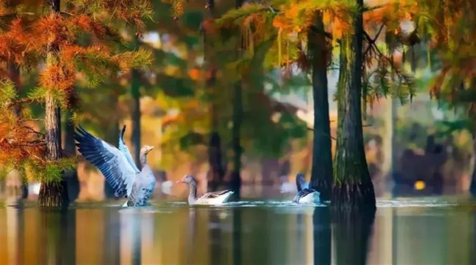 赏飞鸟红叶、品冬日美食……深秋浅冬来郊游吧!