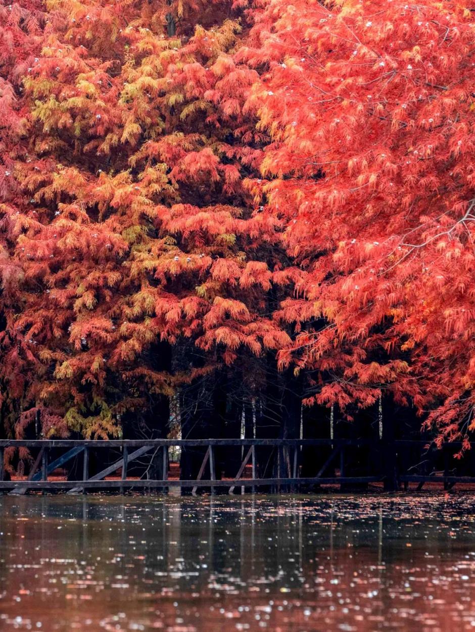 赏飞鸟红叶、品冬日美食……深秋浅冬来郊游吧!