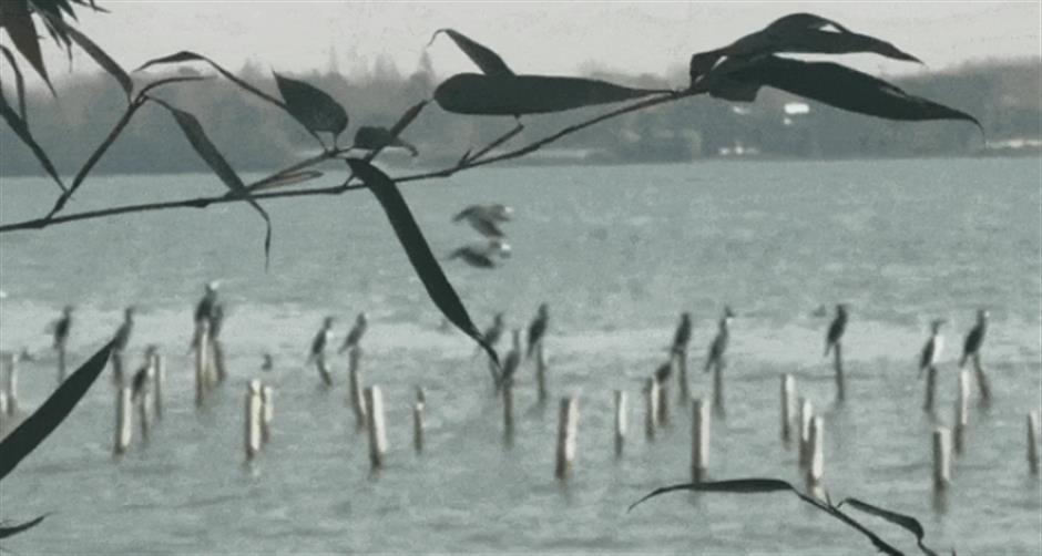 赏飞鸟红叶、品冬日美食……深秋浅冬来郊游吧!