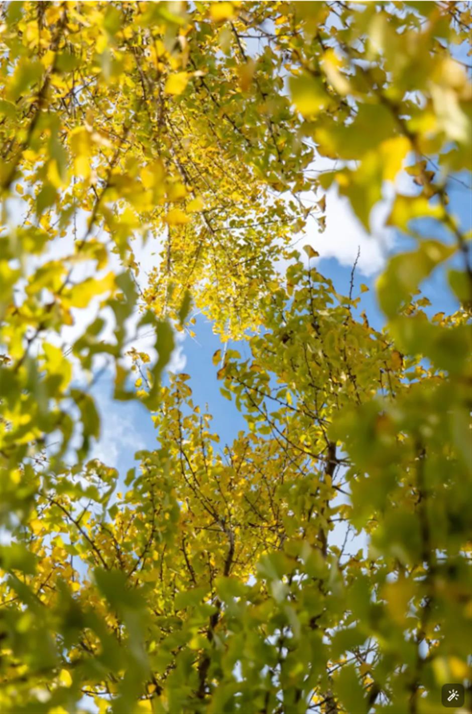 心动!沪郊的入冬仪式感真的绝了!