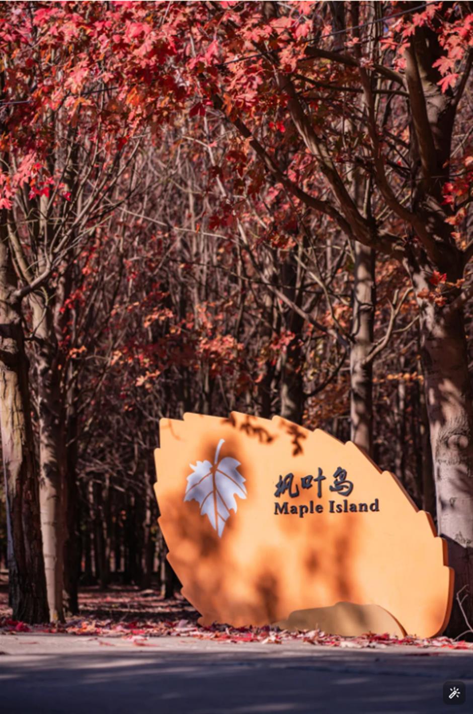 心动!沪郊的入冬仪式感真的绝了!