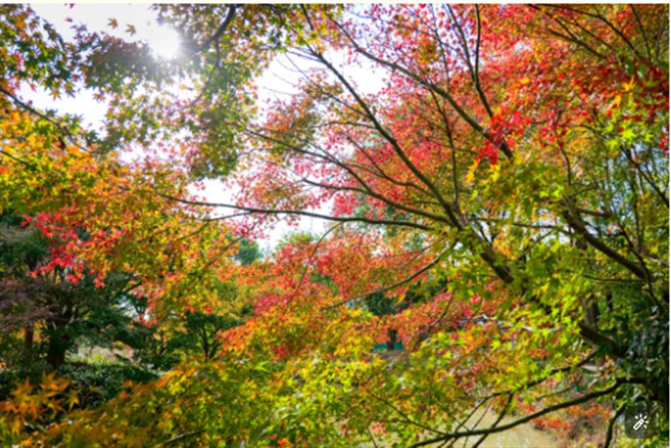 心动!沪郊的入冬仪式感真的绝了!