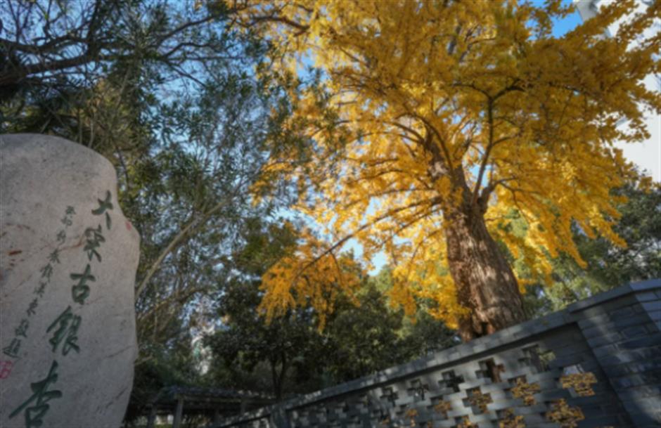 心动!沪郊的入冬仪式感真的绝了!