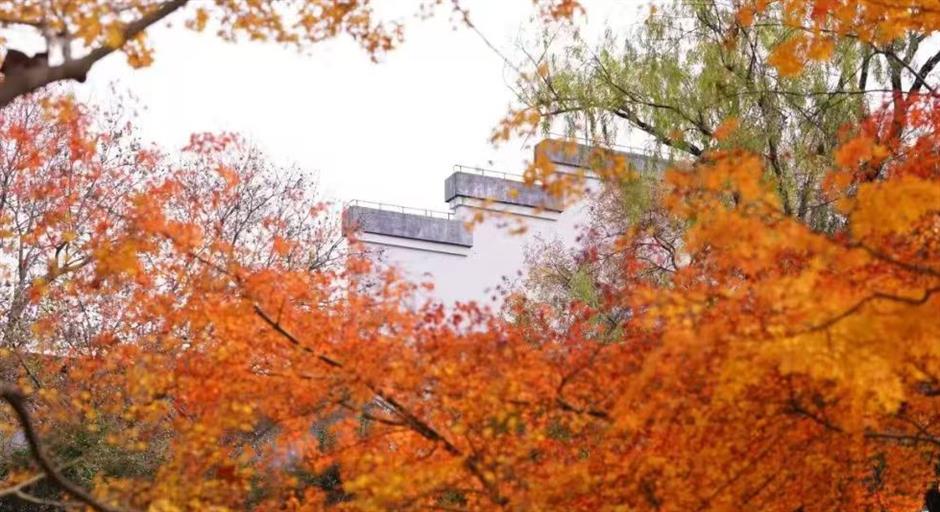 賞秋+遊園+看展！老靈額