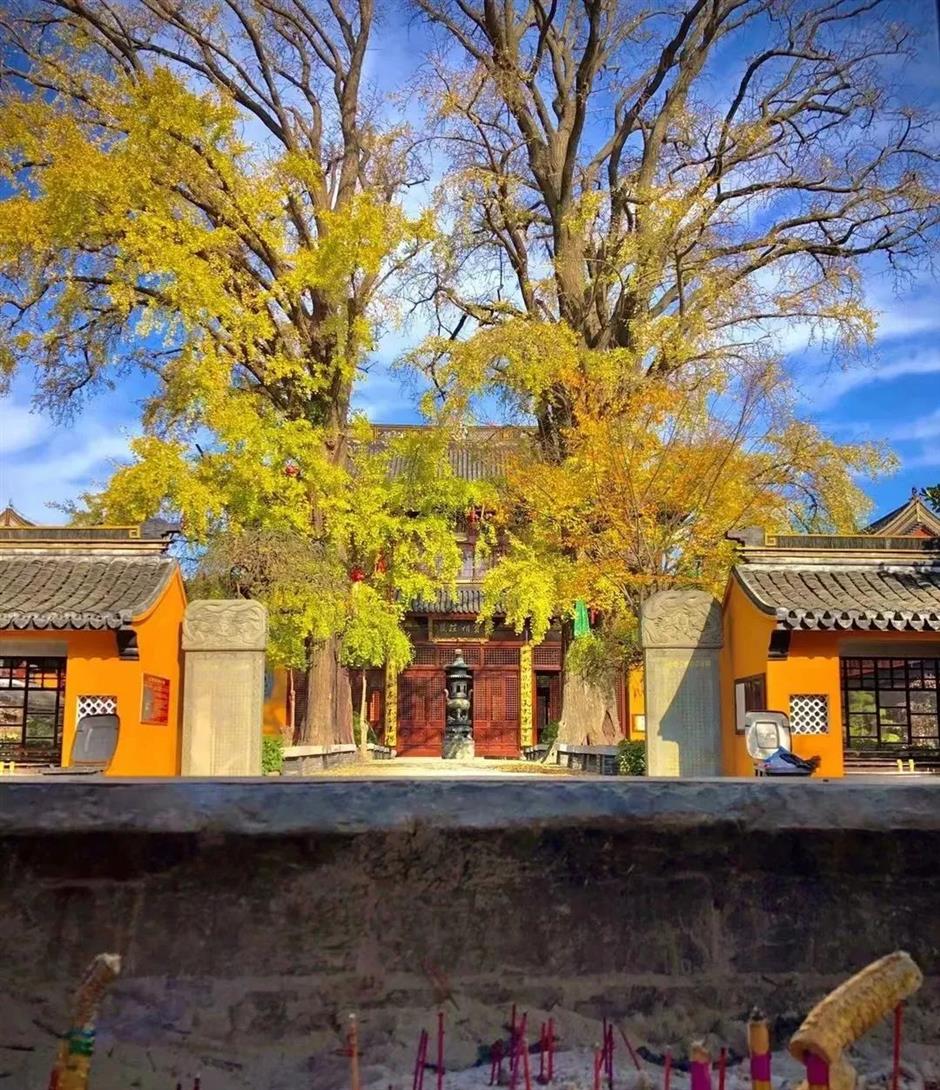 银杏黄了!这里迎来年度