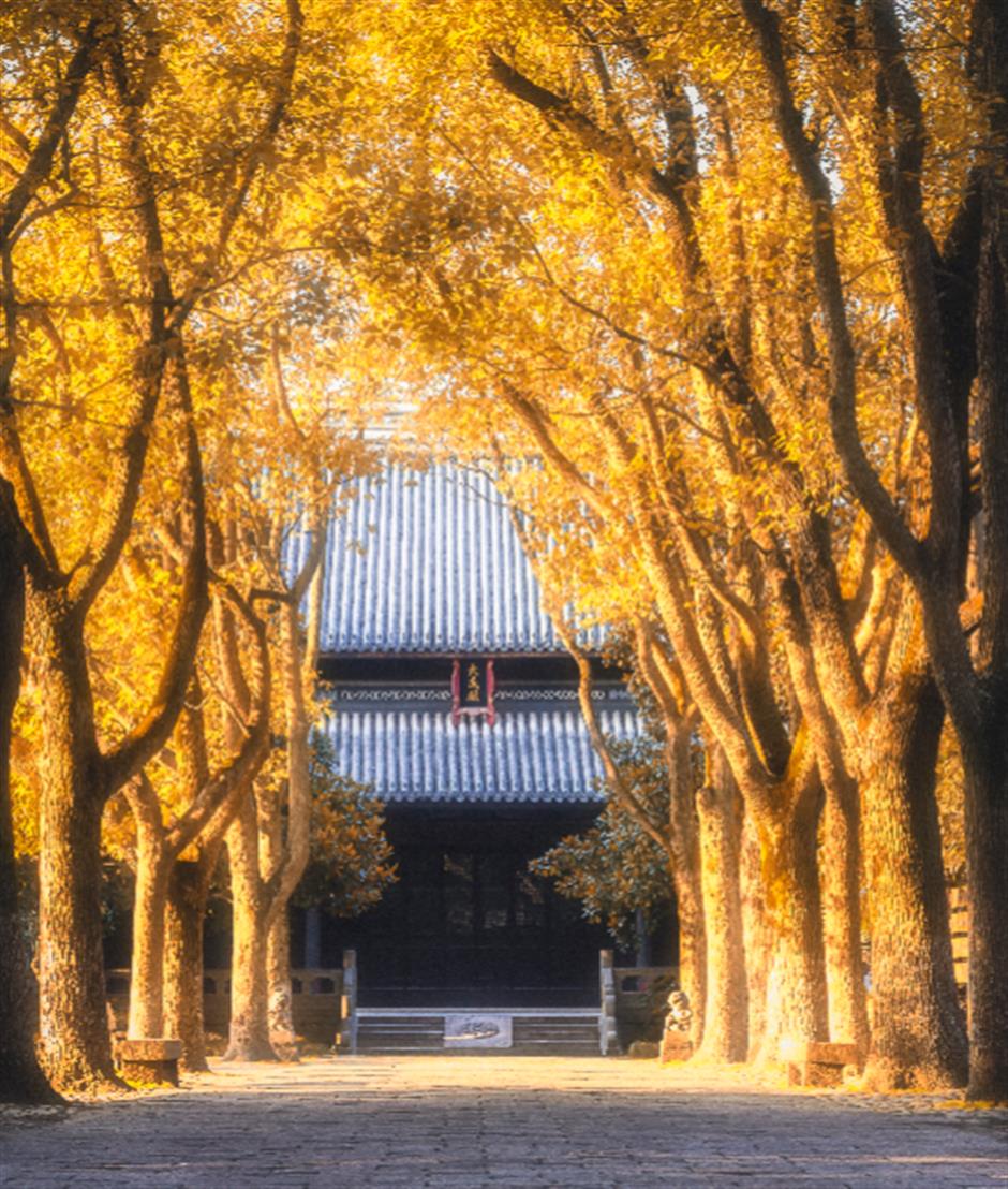 银杏黄了!这里迎来年度