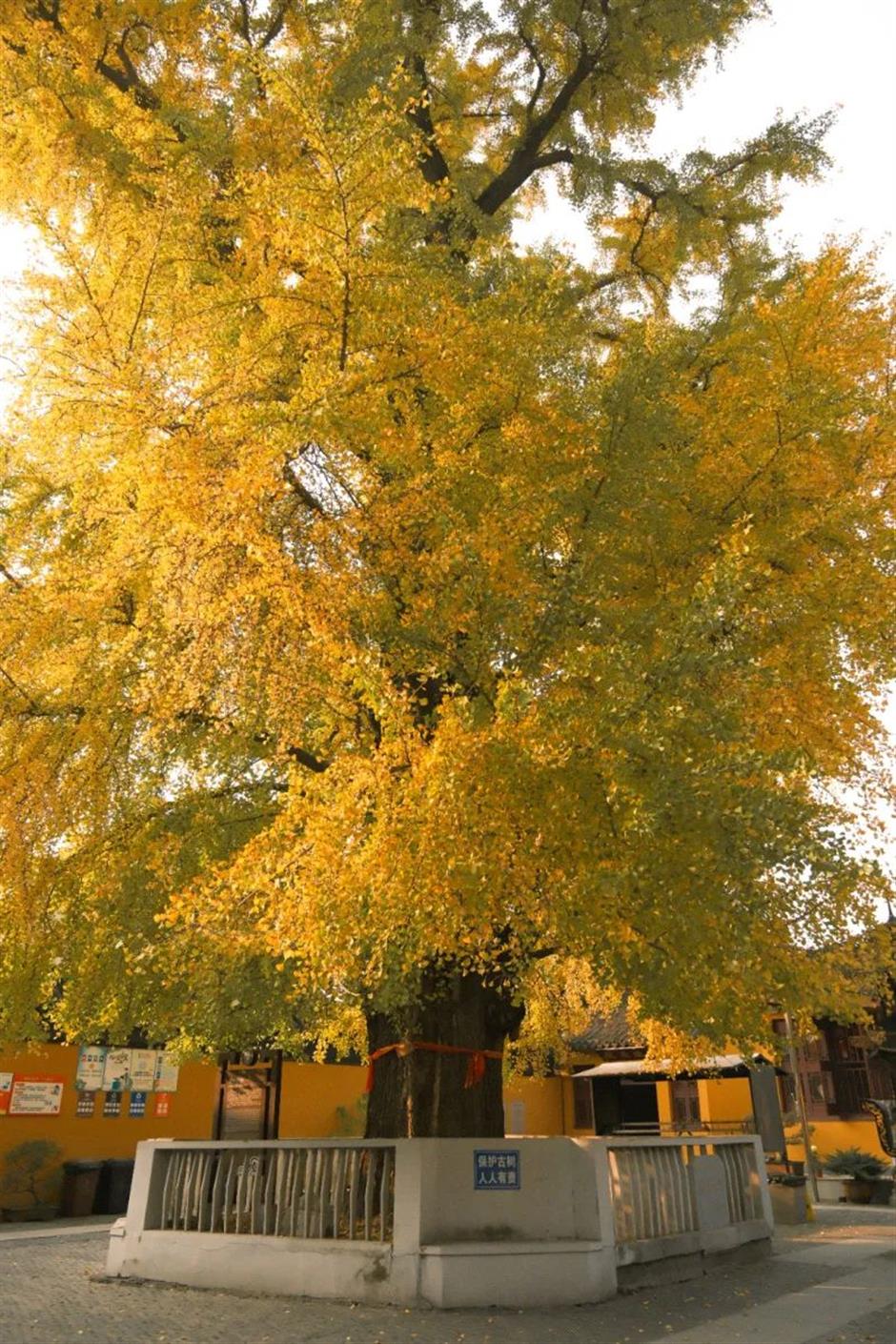 银杏黄了!这里迎来年度