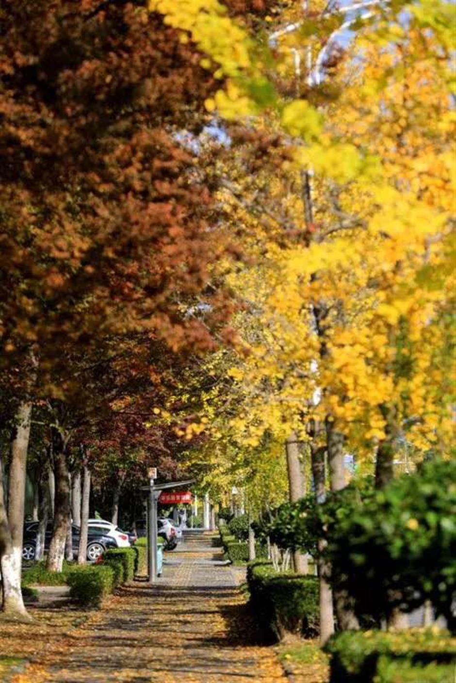 银杏黄了!这里迎来年度