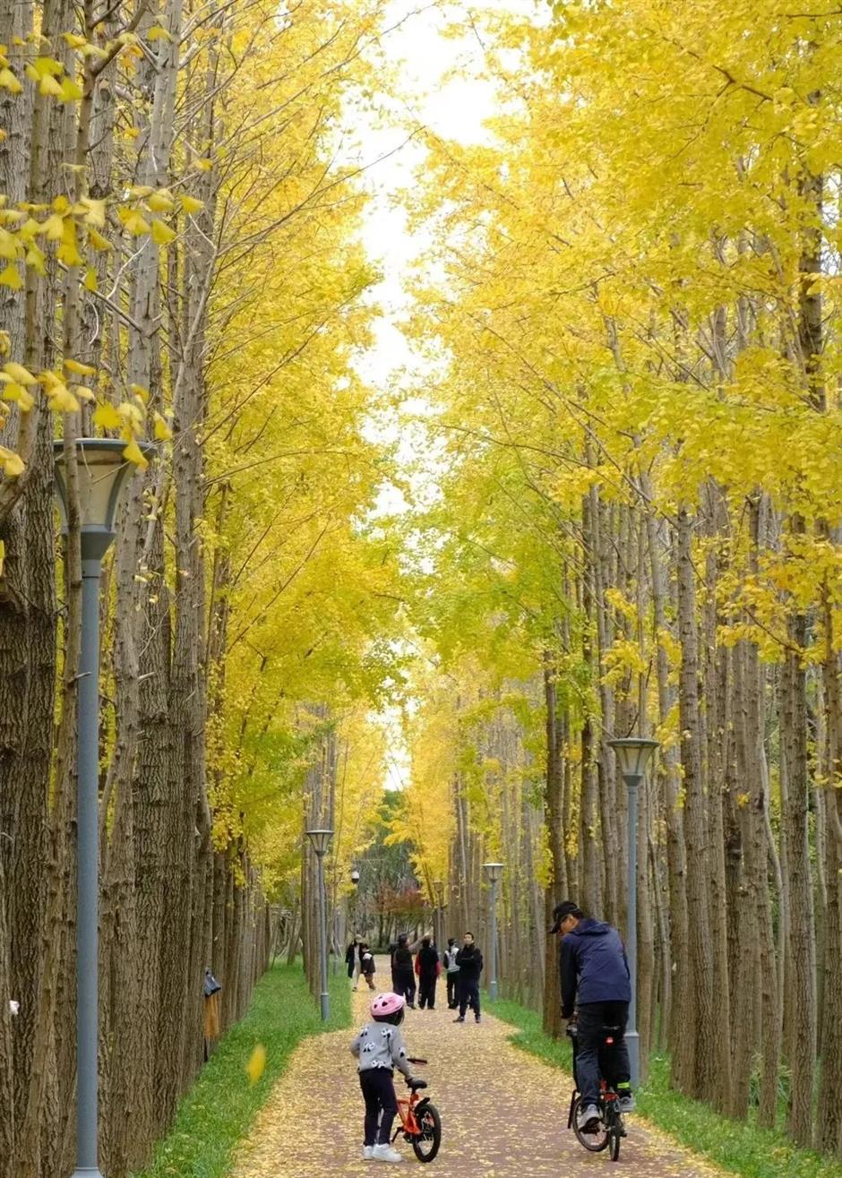 穿越「秋天童話」!這幾條Cityride線路,帶你尋覓秋日好風景