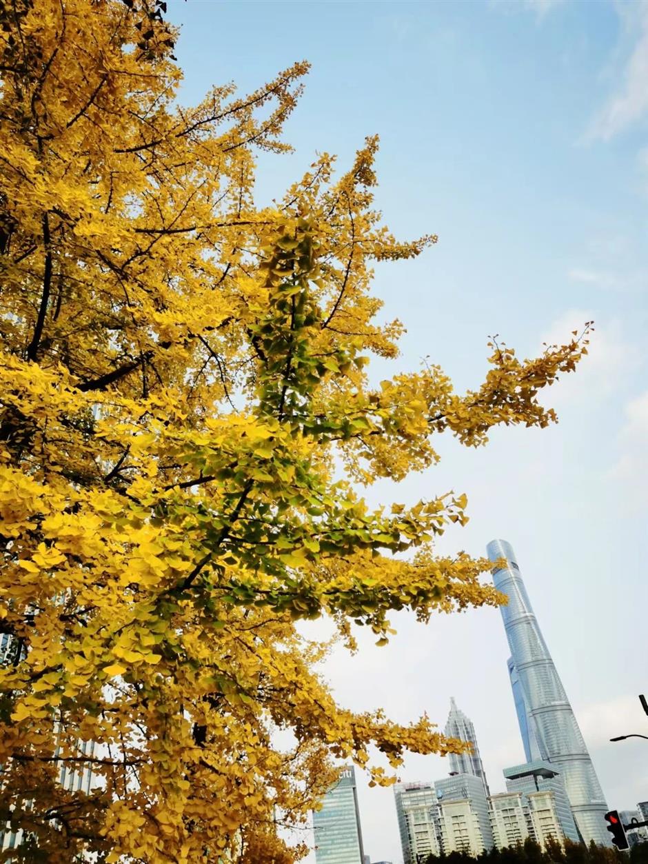 0元打卡外滩冷门公园!赏秋日美景,看蔡天雄