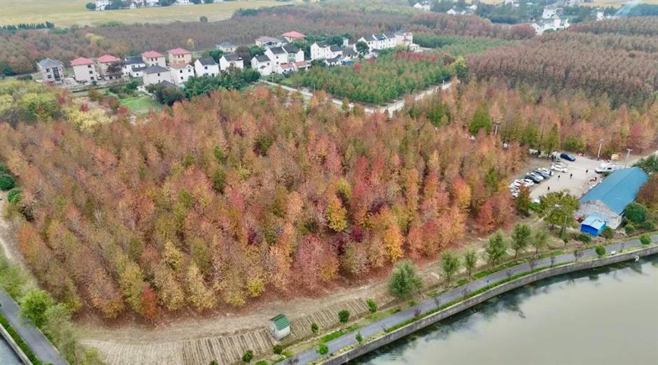 穿越「秋天童話」!這幾條Cityride線路,帶你尋覓秋日好風景