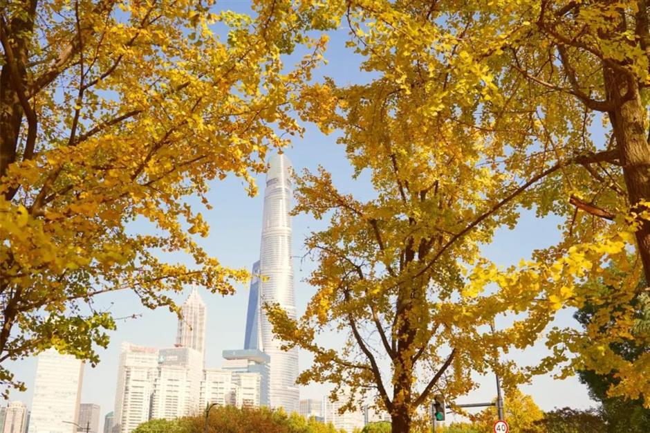 能拍銀杏和四件套同框的絕美露台!就在上海市中心這個小眾公園→