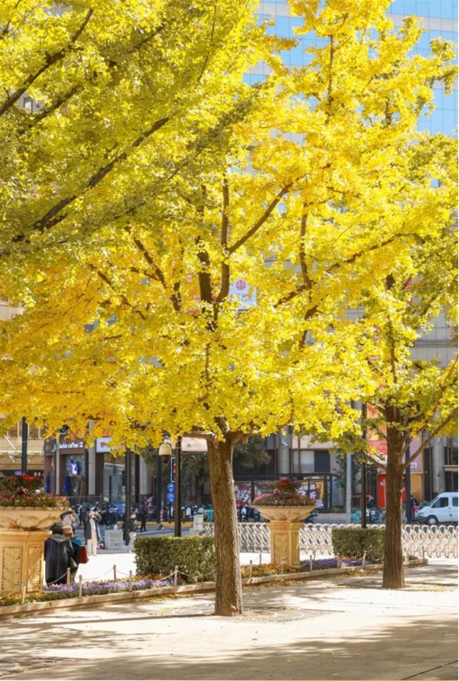 秋末冬初,赴一场与银杏的