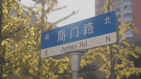 秋末冬初,赴一场与银杏的