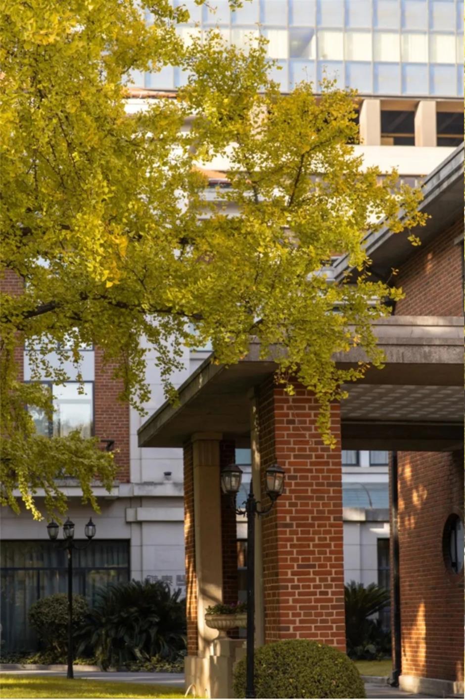 秋末冬初,赴一场与银杏的