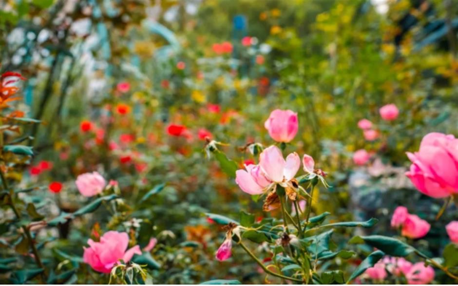 打卡市民园艺中心