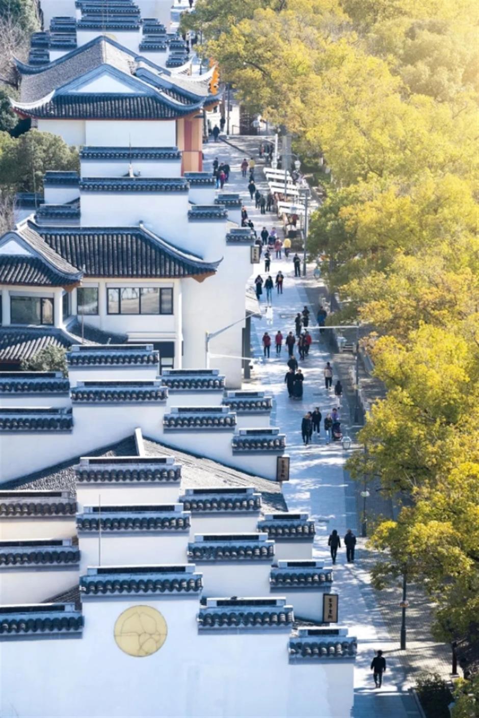 0001号古银杏黄了!这条专线巴士带你去看绝美秋色