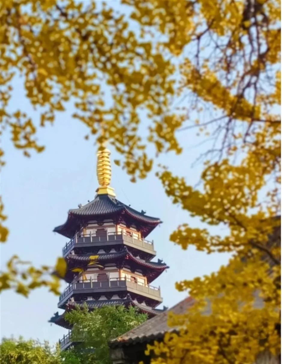 0001号古银杏黄了!这条专线巴士带你去看绝美秋色