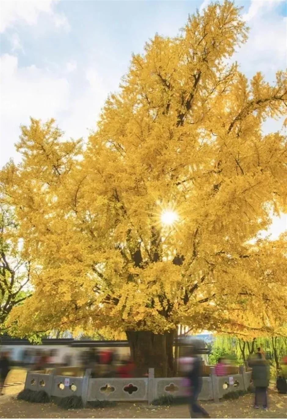 0001号古银杏黄了!这条专线巴士带你去看绝美秋色