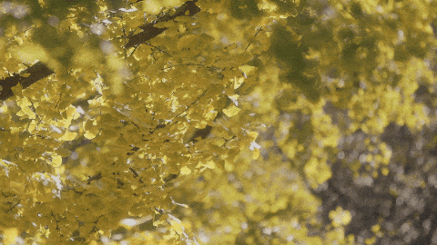 秋末冬初,赴一场与银杏的