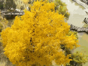 0001号古银杏黄了!这条专线巴士带你去看绝美秋色