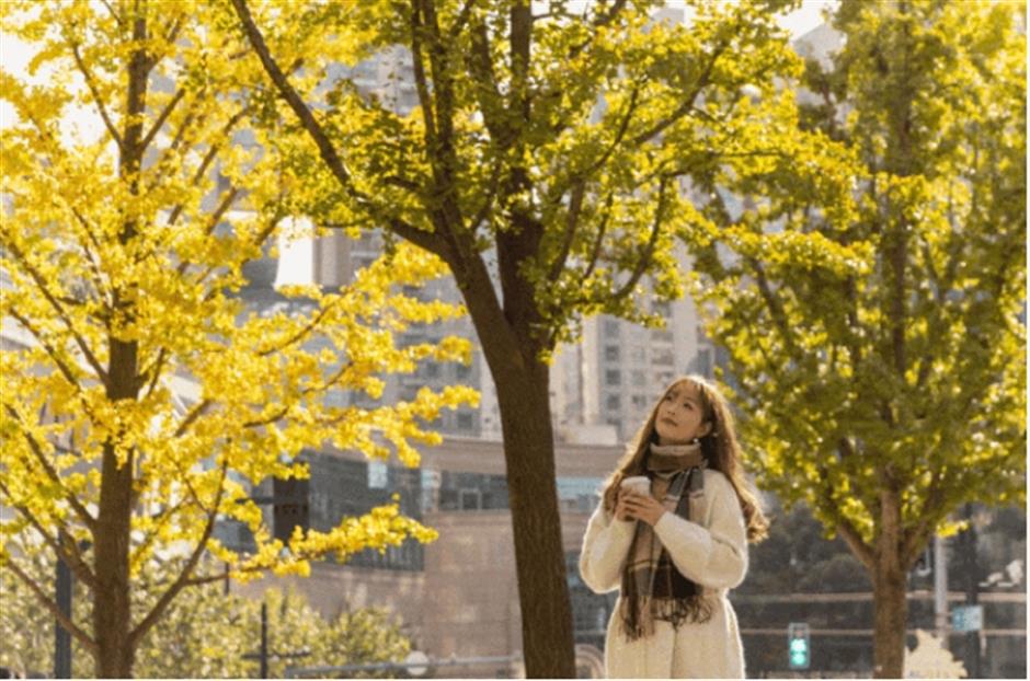 秋末冬初,赴一场与银杏的