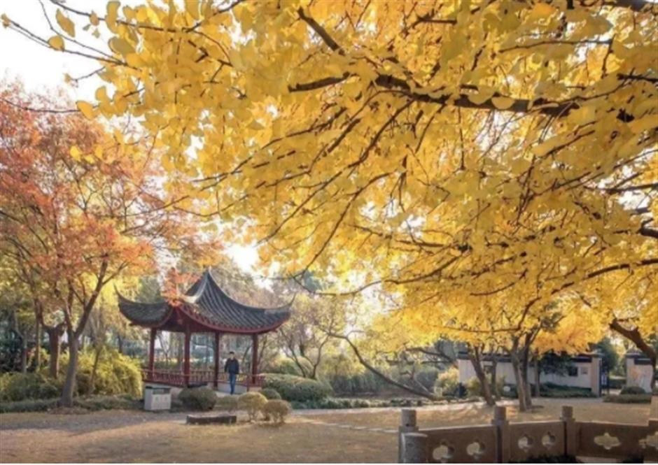 0001号古银杏黄了!这条专线巴士带你去看绝美秋色