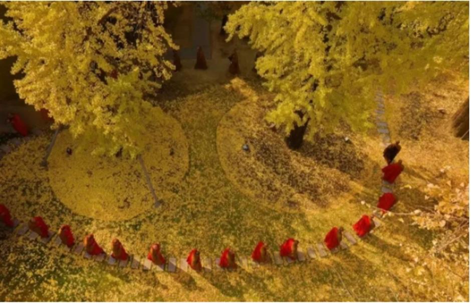 0001号古银杏黄了!这条专线巴士带你去看绝美秋色