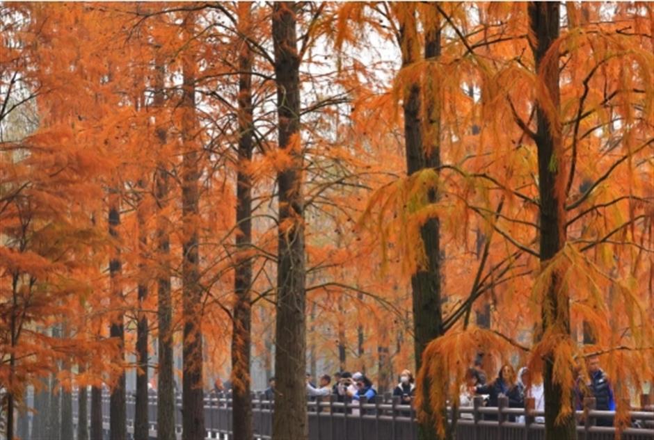 Latest news! The Water Forest is now open, capturing the first autumn scenery in Shanghai~