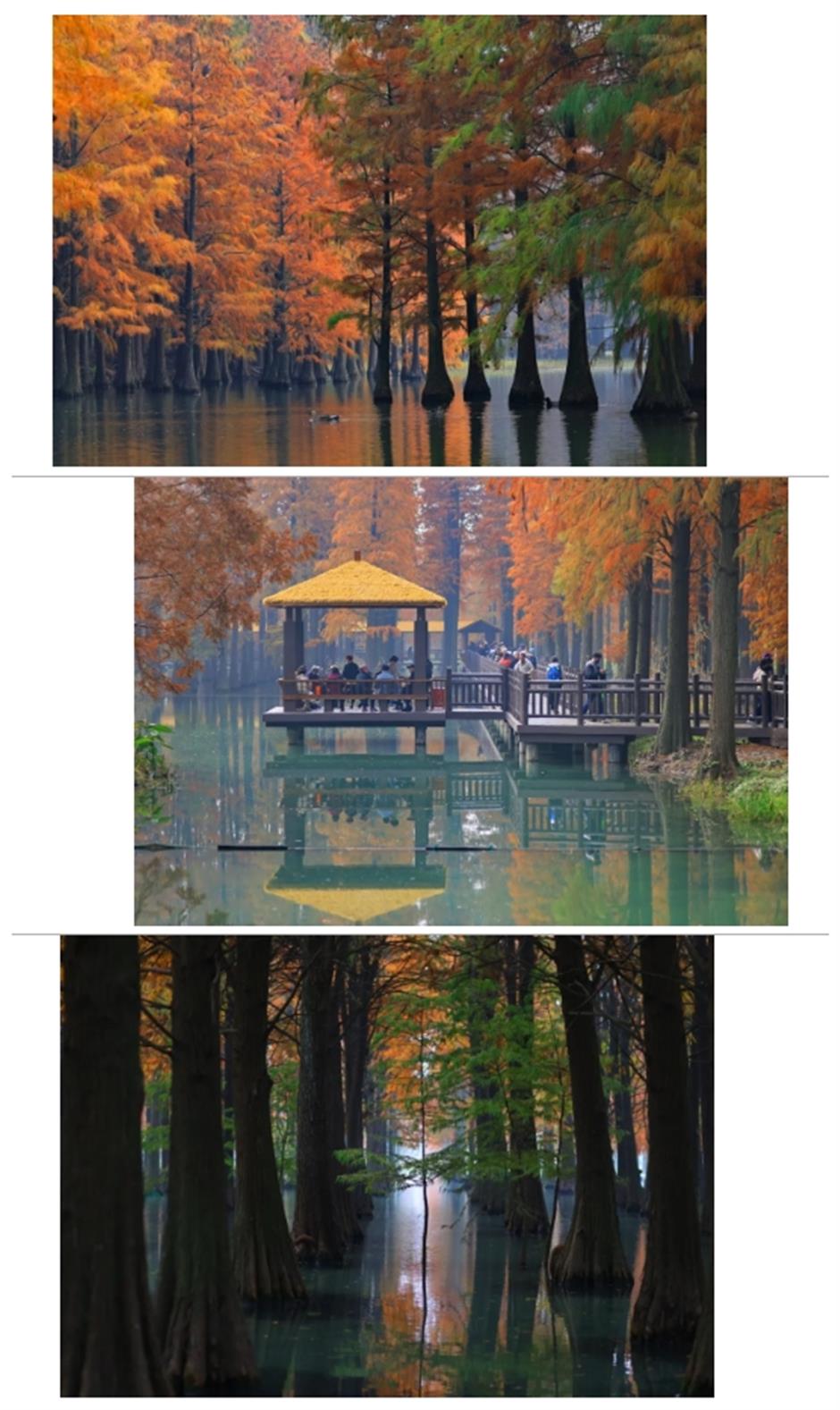 Latest news! The Water Forest is now open, capturing the first autumn scenery in Shanghai~