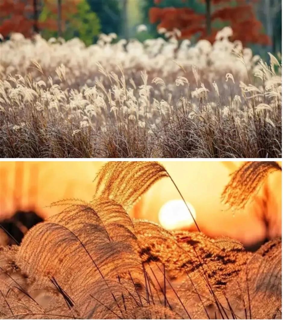 Latest news! The Water Forest is now open, capturing the first autumn scenery in Shanghai~