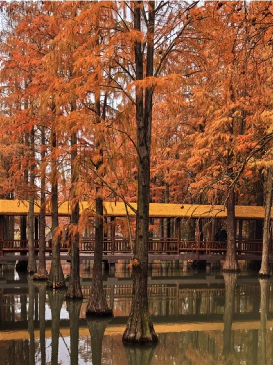Latest news! The Water Forest is now open, capturing the first autumn scenery in Shanghai~