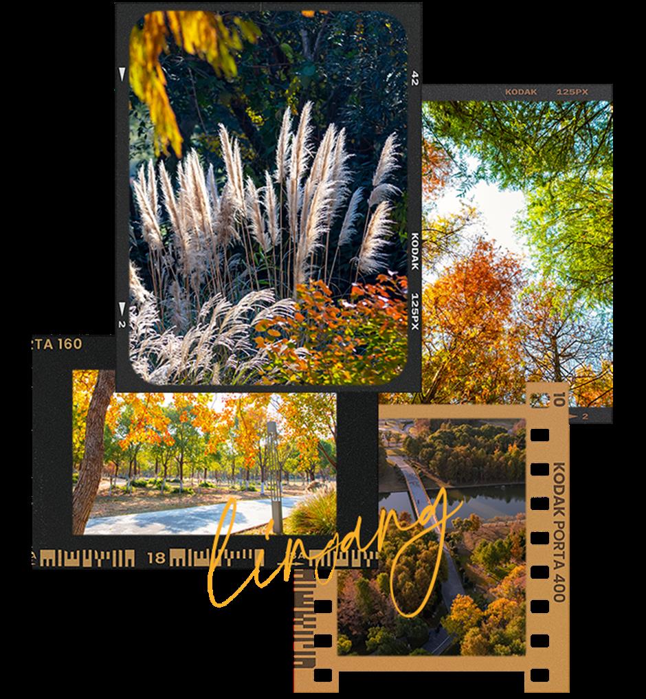 超美!橙黃橘綠時限定大片快來拍