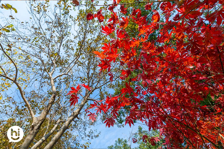 超美!橙黃橘綠時限定大片快來拍