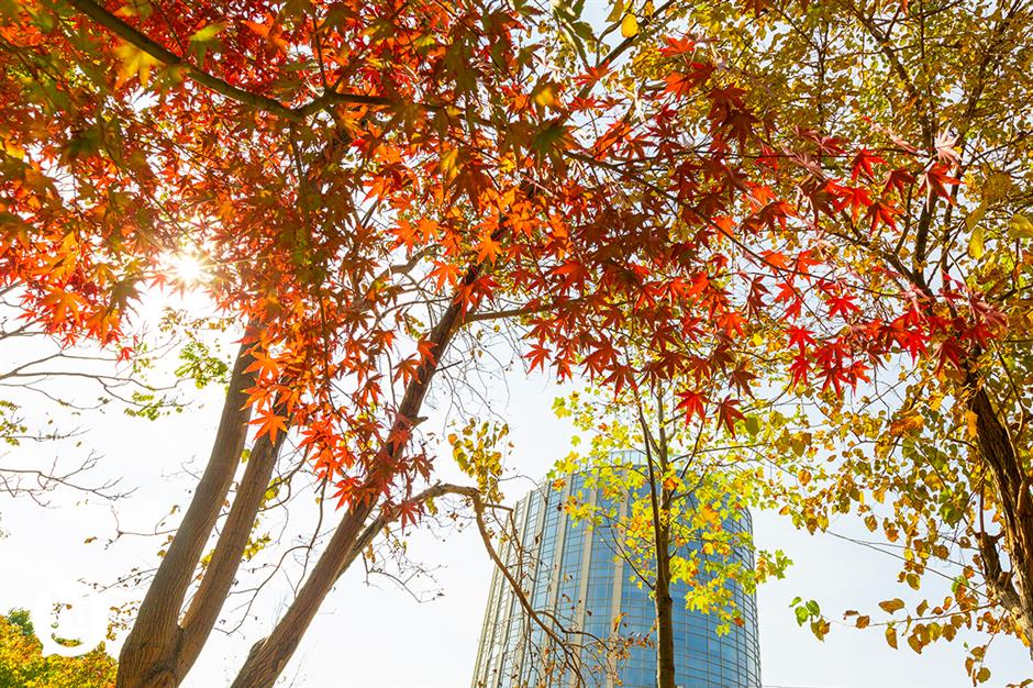超美!橙黃橘綠時限定大片快來拍