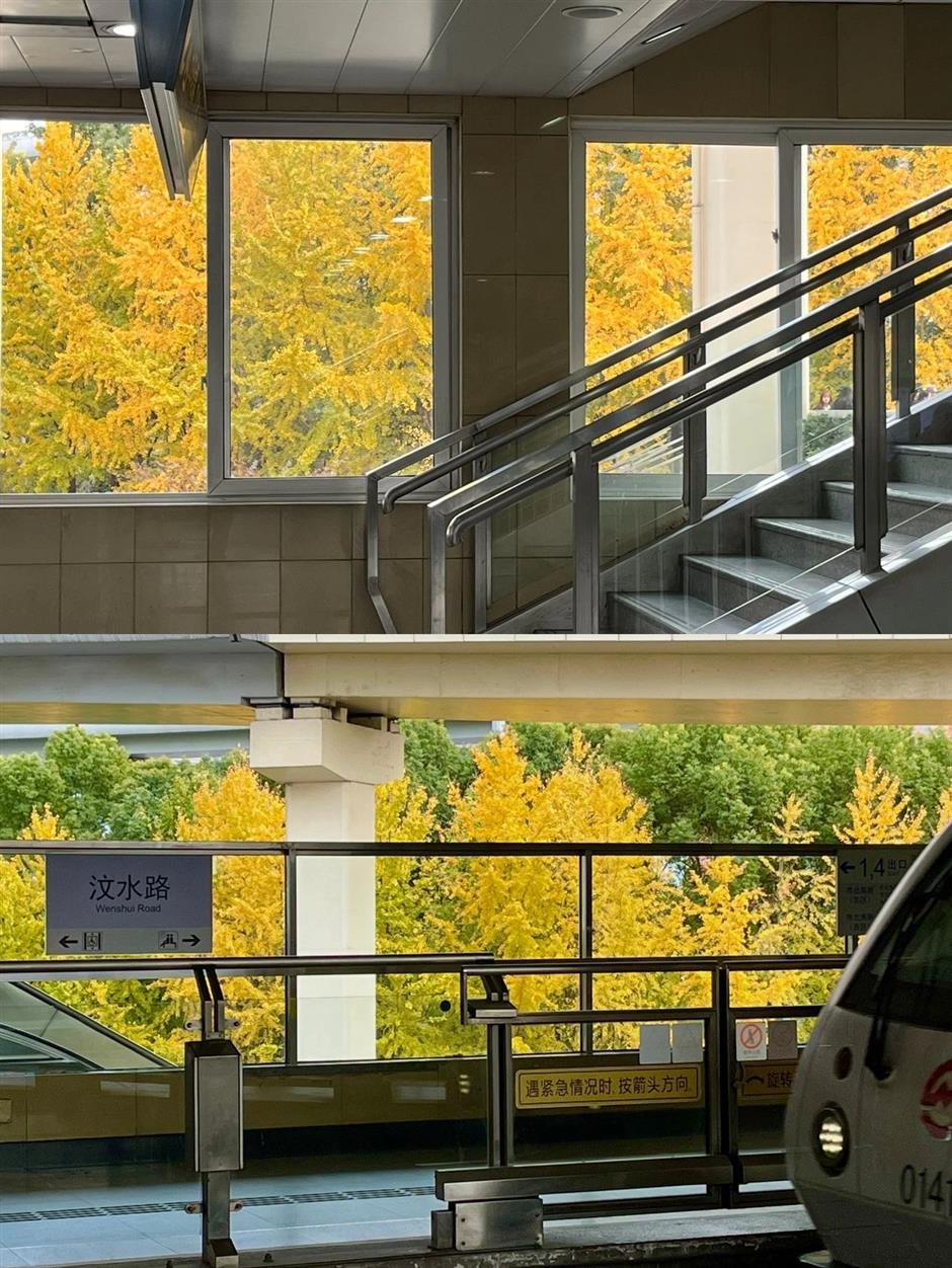 محطة القطار القادمة: محطة الصفصاف الخريفية الساحرة في شانغهاي.