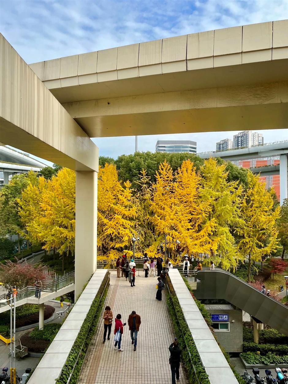 محطة القطار القادمة: محطة الصفصاف الخريفية الساحرة في شانغهاي.