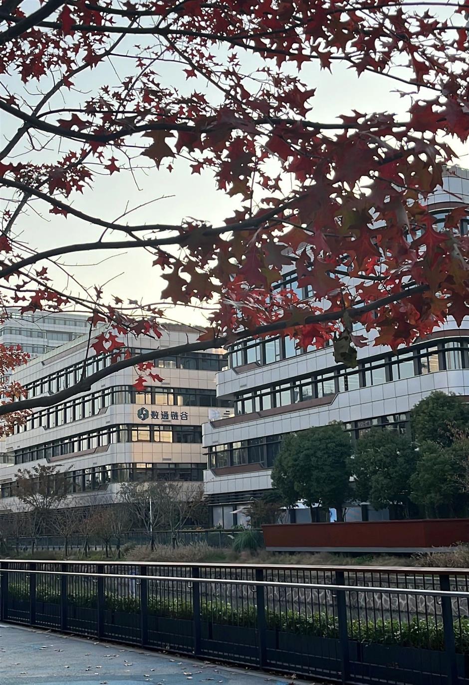 محطة القطار القادمة: محطة الصفصاف الخريفية الساحرة في شانغهاي.