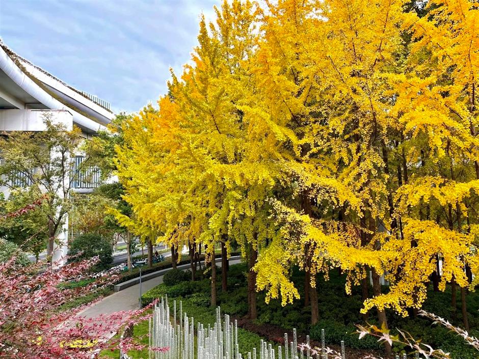 محطة القطار القادمة: محطة الصفصاف الخريفية الساحرة في شانغهاي.