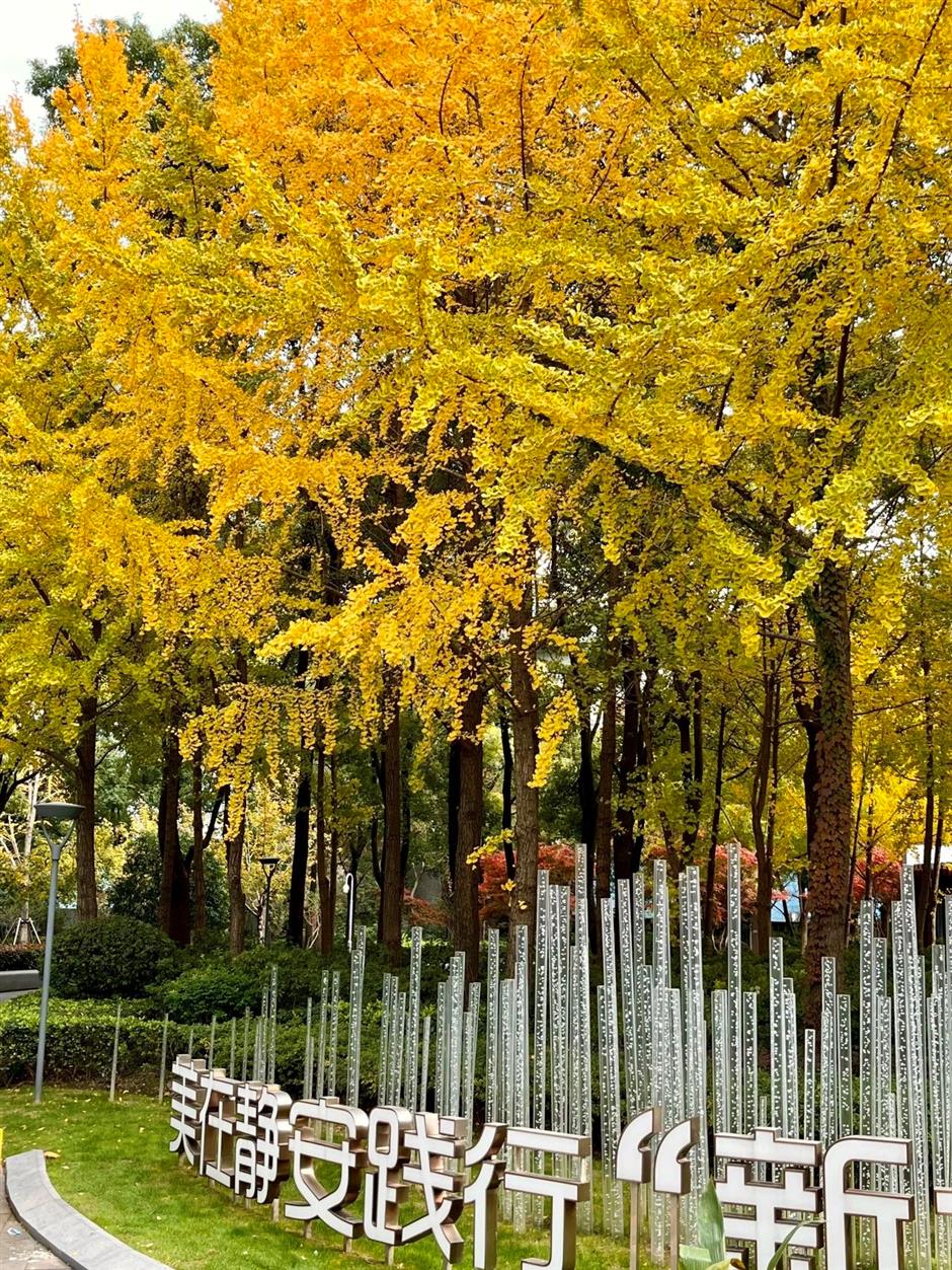 محطة القطار القادمة: محطة الصفصاف الخريفية الساحرة في شانغهاي.