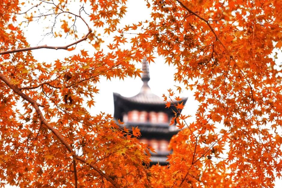 一年中最美!各大古风园林秋色正当时