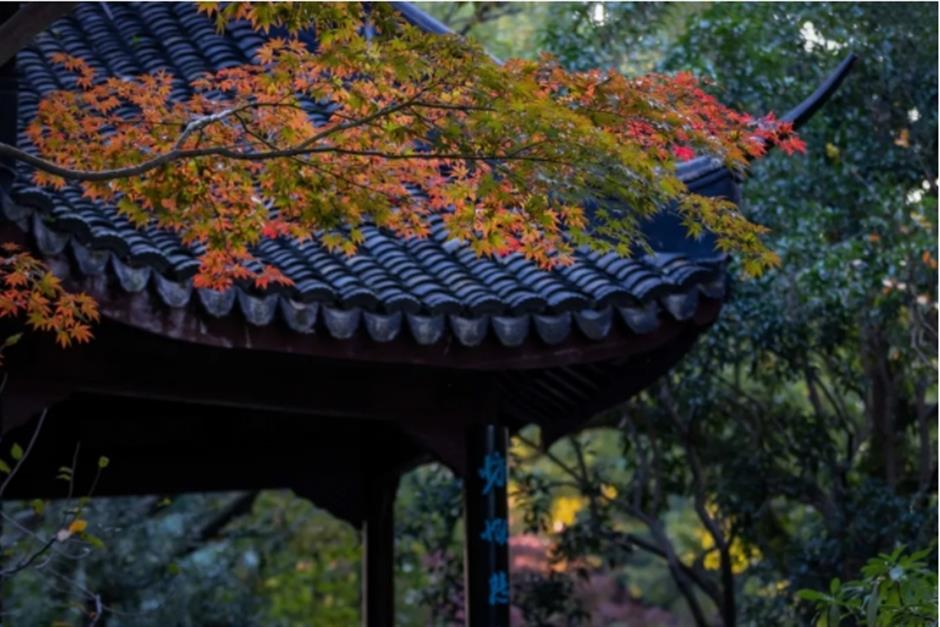 银杏、乌桕、枫香……秋冬限定缤纷彩叶已上线!错过等一年