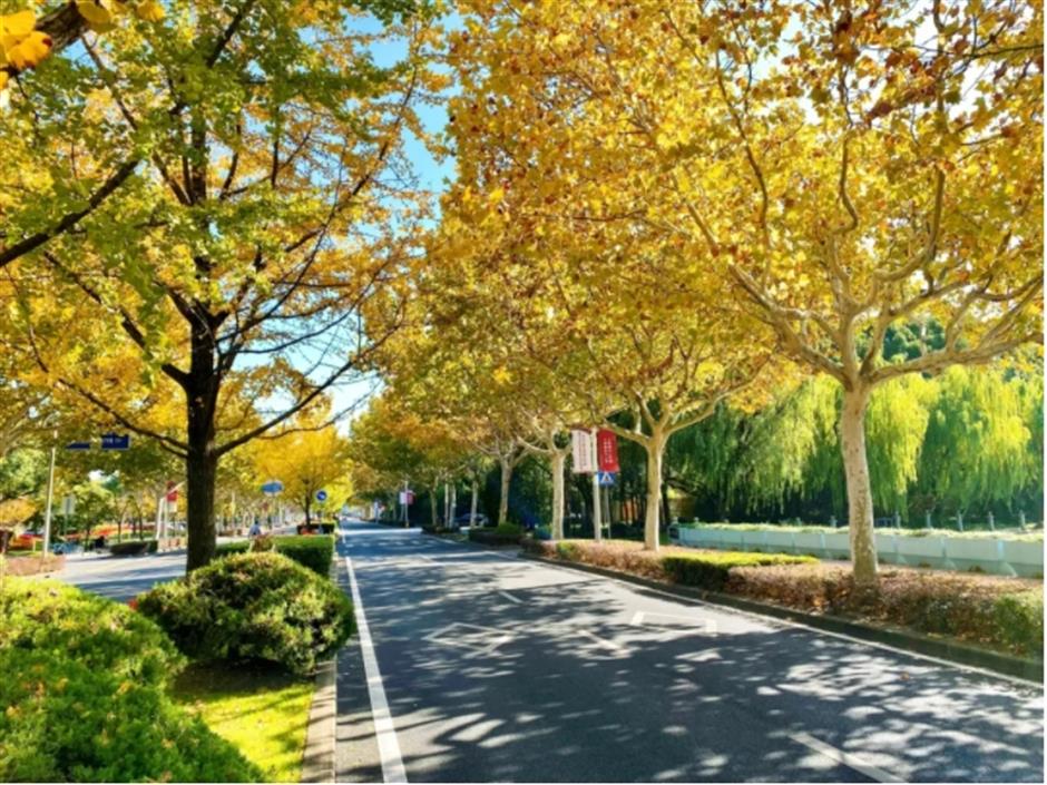 银杏、乌桕、枫香……秋冬限定缤纷彩叶已上线!错过等一年