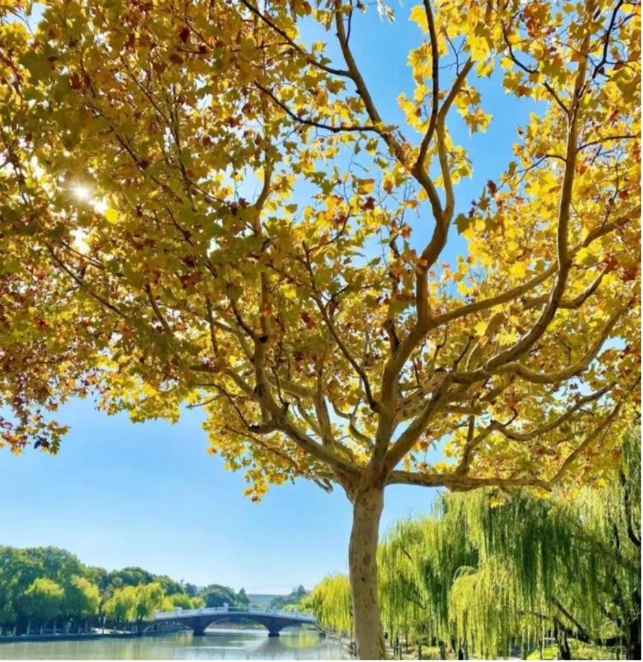 银杏、乌桕、枫香……秋冬限定缤纷彩叶已上线!错过等一年