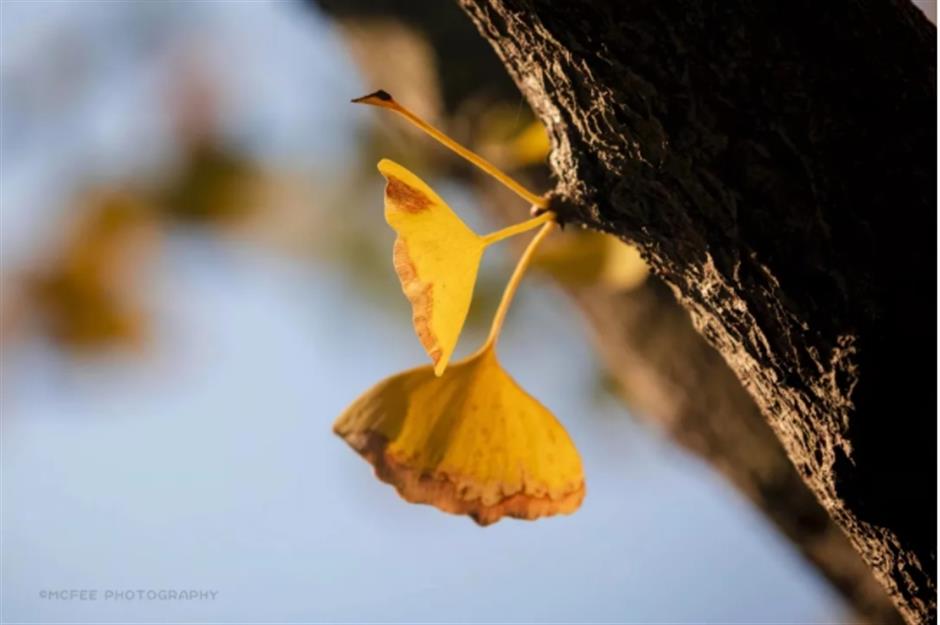 银杏、乌桕、枫香……秋冬限定缤纷彩叶已上线!错过等一年
